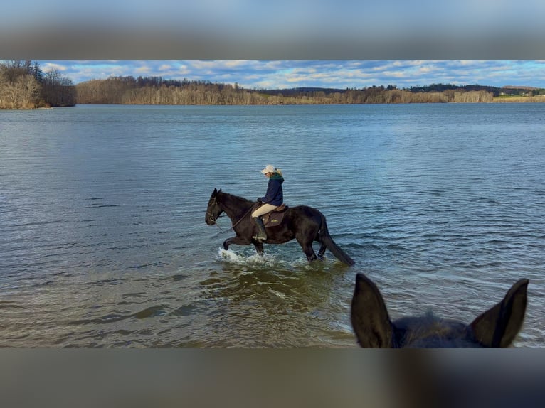 Friesian horses Mix Gelding 4 years 16,1 hh Black in Gap
