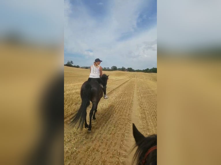 Friesian horses Mix Gelding 4 years 16,1 hh Smoky-Black in Brüssow