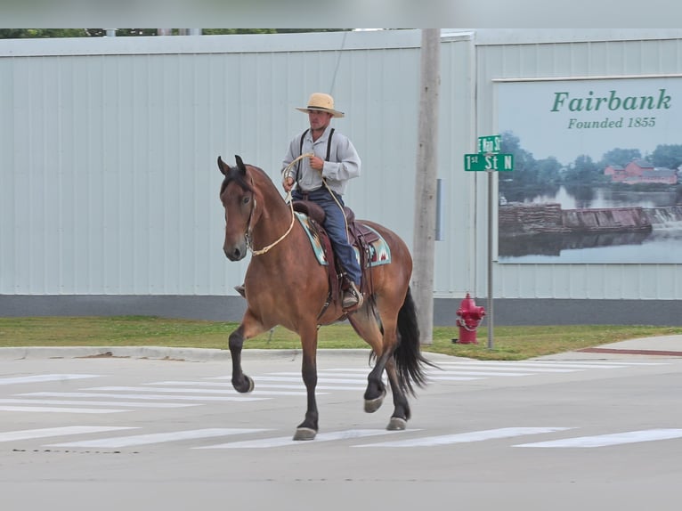 Friesian horses Gelding 4 years 16,2 hh Bay in Fairbank IA