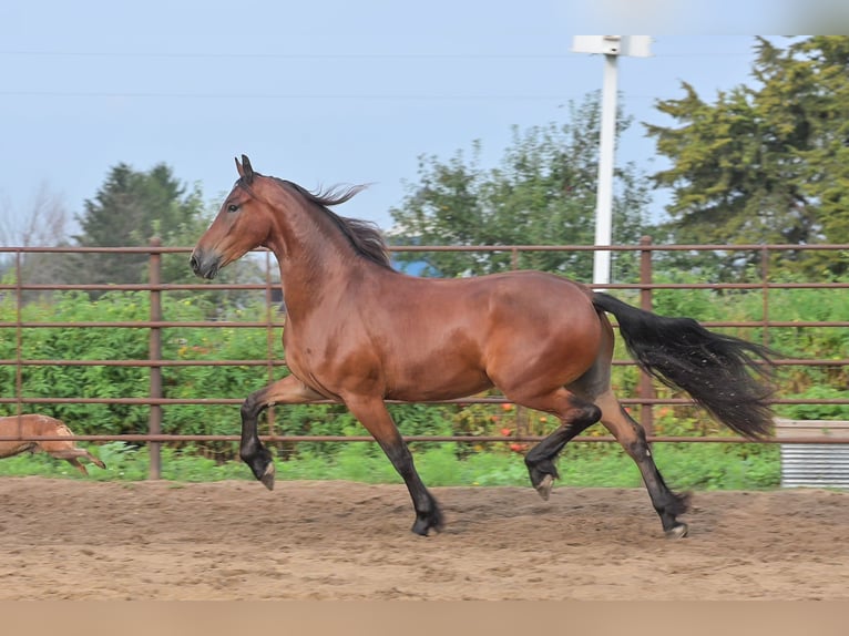 Friesian horses Gelding 4 years 16,2 hh Bay in Fairbank IA