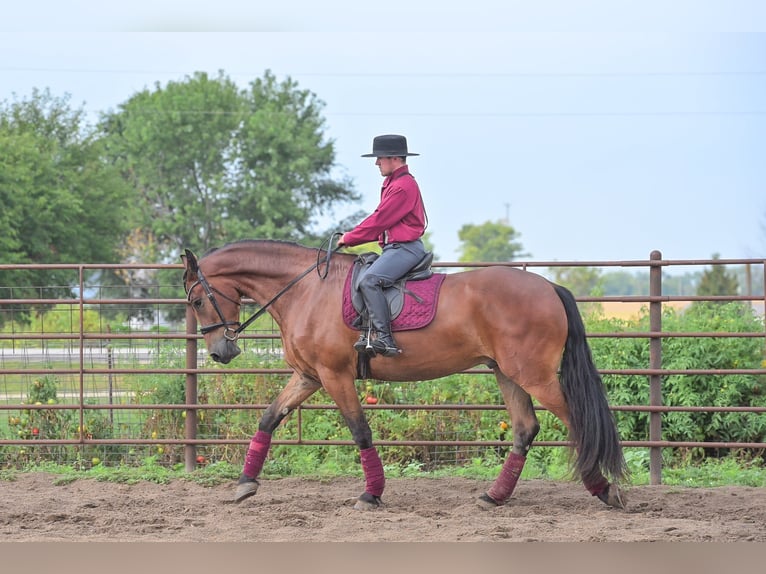 Friesian horses Gelding 4 years 16,2 hh Bay in Fairbank IA