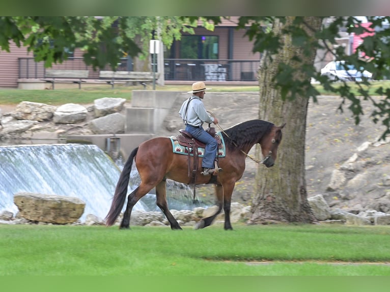 Friesian horses Gelding 4 years 16,2 hh Bay in Fairbank IA