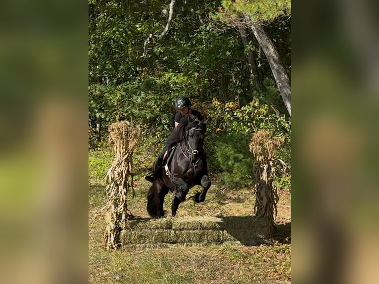 Friesian horses Gelding 4 years 16,2 hh Black in Rochester