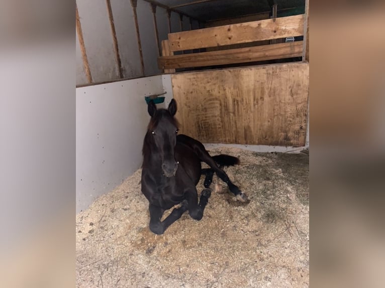 Friesian horses Mix Gelding 4 years 16,2 hh Black in Kitzb&#xFC;hel