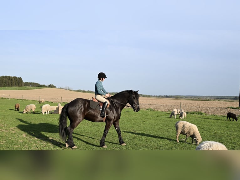 Friesian horses Gelding 4 years 16,2 hh Black in Warsaw, NY