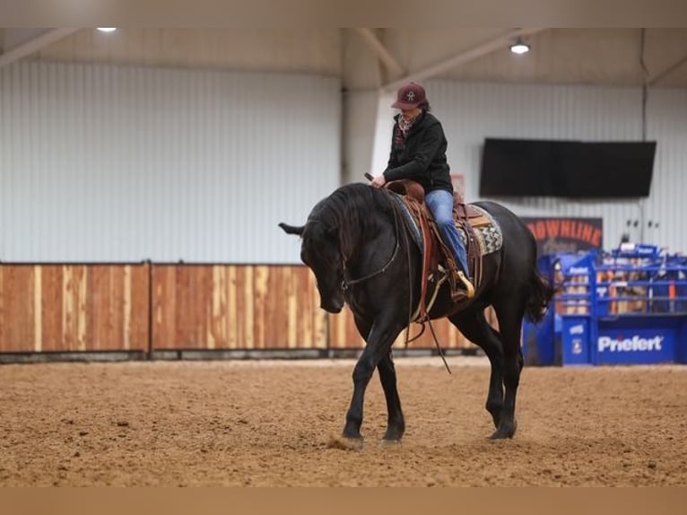 Friesian horses Mix Gelding 4 years 16,2 hh Black in Ripley