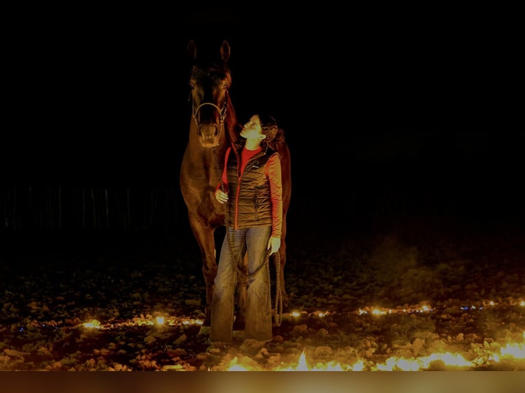 Friesian horses Mix Gelding 4 years 16,2 hh Black in Ripley