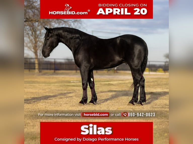 Friesian horses Mix Gelding 4 years 16,2 hh Black in Ripley