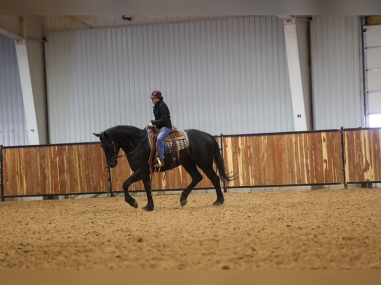 Friesian horses Mix Gelding 4 years 16,2 hh Black in Ripley