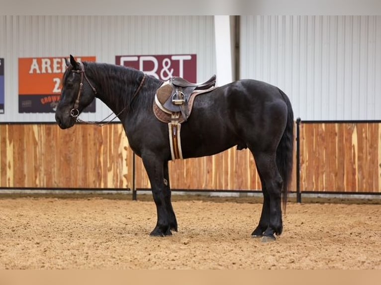 Friesian horses Mix Gelding 4 years 16,2 hh Black in Ripley