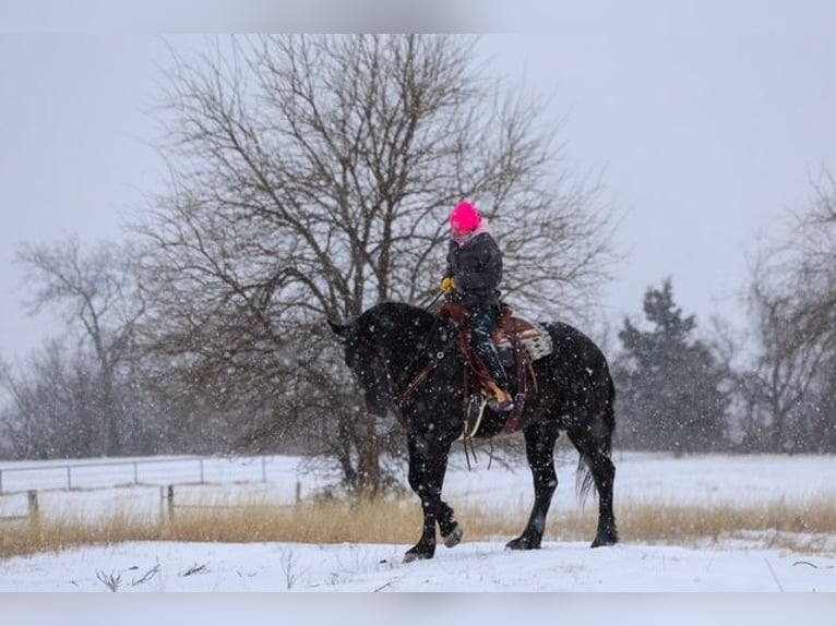 Friesian horses Mix Gelding 4 years 16,2 hh Black in Ripley