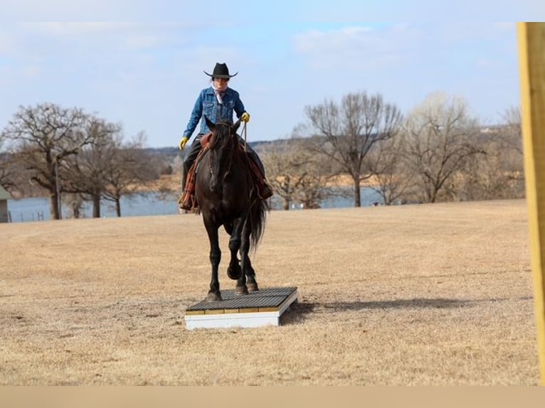 Friesian horses Mix Gelding 4 years 16,2 hh Black in Ripley