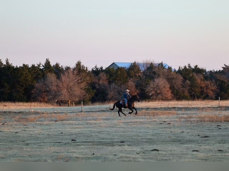 Friesian horses Mix Gelding 4 years 16,2 hh Black in Ripley