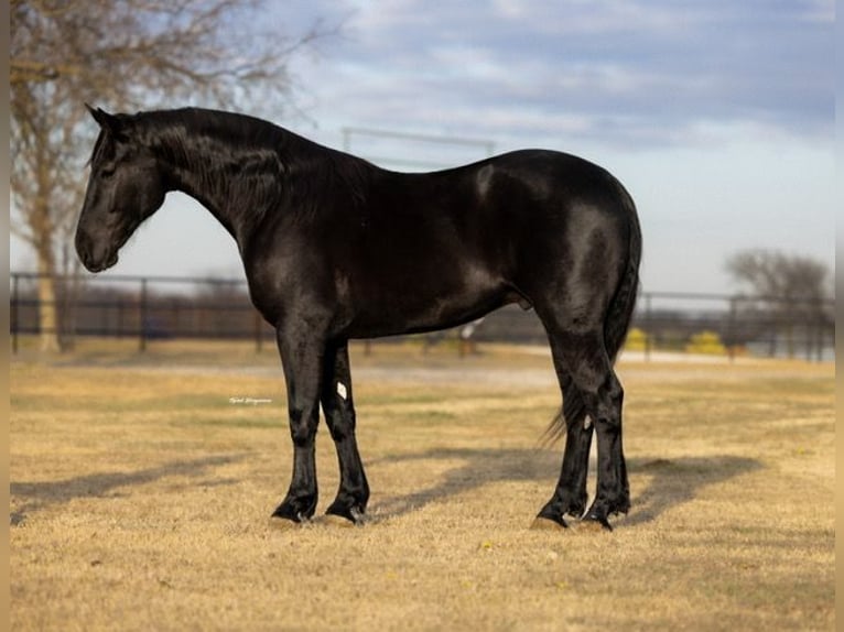Friesian horses Mix Gelding 4 years 16,2 hh Black in Ripley