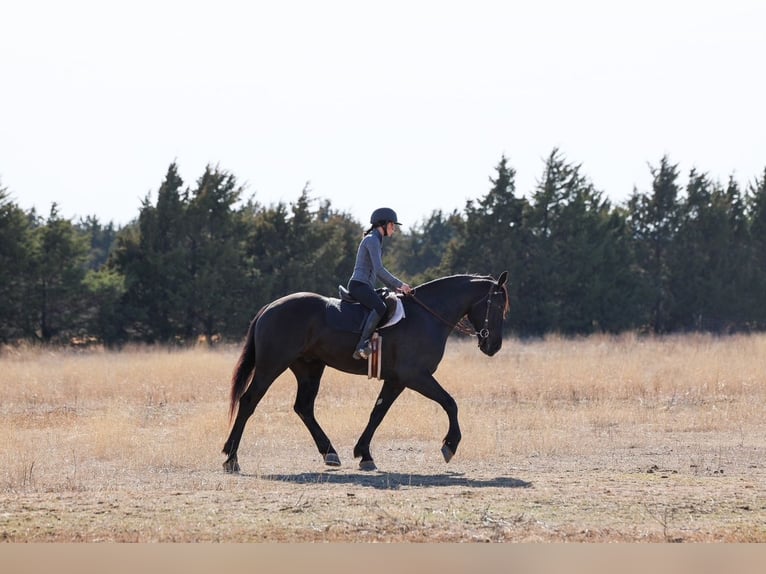 Friesian horses Mix Gelding 4 years 16,2 hh Black in Ripley
