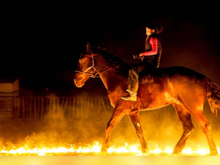Friesian horses Mix Gelding 4 years 16,2 hh Black in Ripley