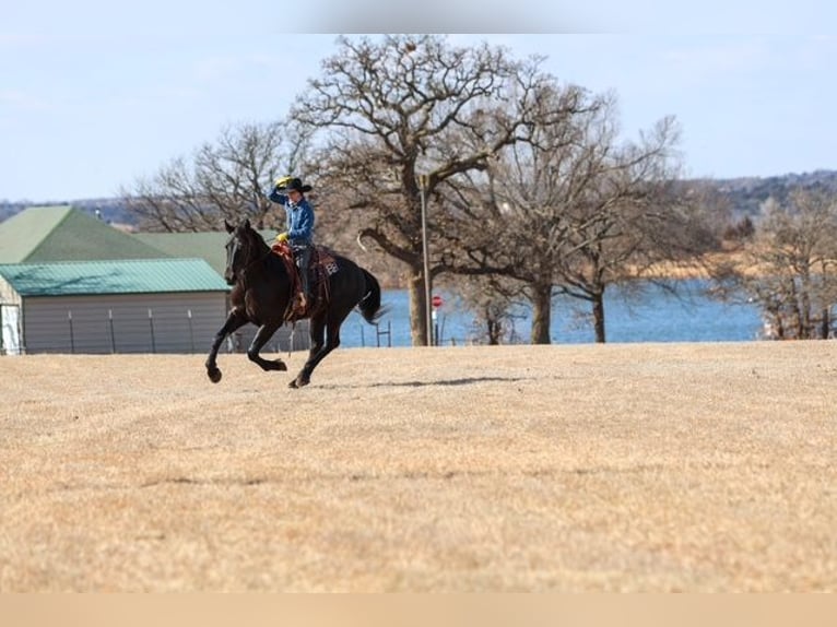 Friesian horses Mix Gelding 4 years 16,2 hh Black in Ripley