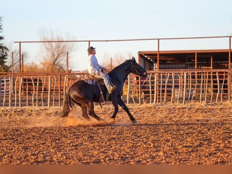 Friesian horses Mix Gelding 4 years 16,2 hh Black in Ripley