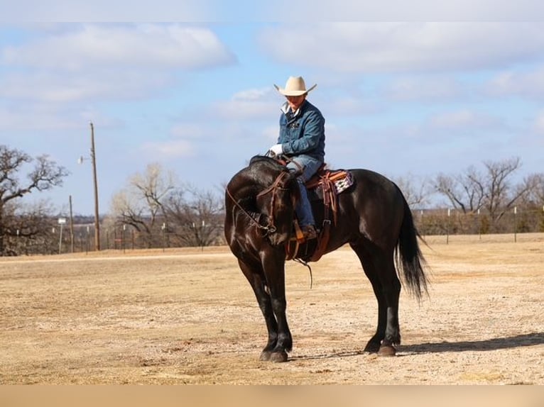 Friesian horses Mix Gelding 4 years 16,2 hh Black in Ripley