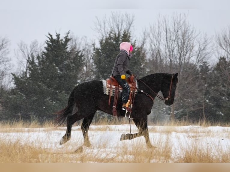 Friesian horses Mix Gelding 4 years 16,2 hh Black in Ripley