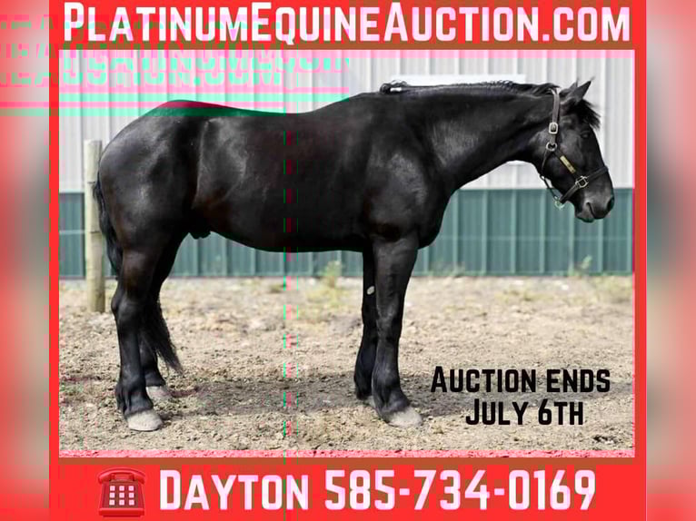Friesian horses Gelding 4 years 16,2 hh Black in Warsaw, NY