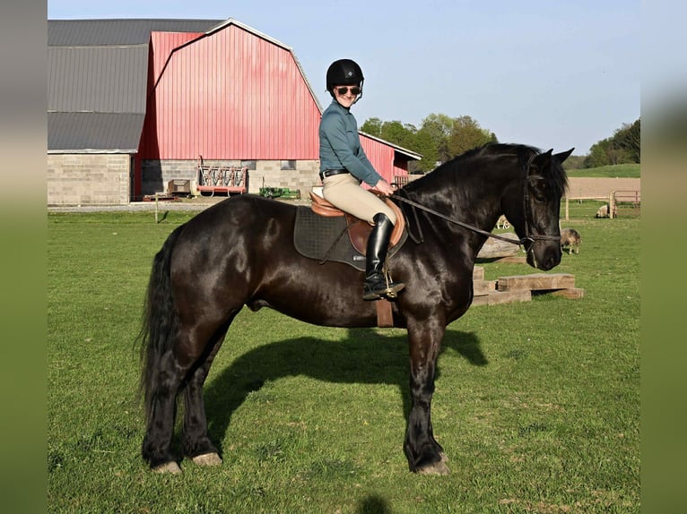 Friesian horses Gelding 4 years 16,2 hh Black in Warsaw, NY
