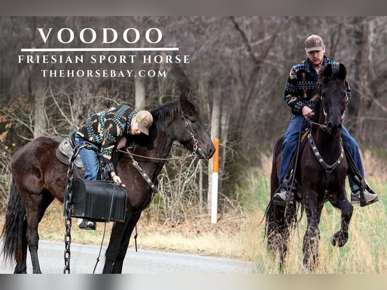 Friesian horses Gelding 4 years 16,2 hh Black in Hardin, KY