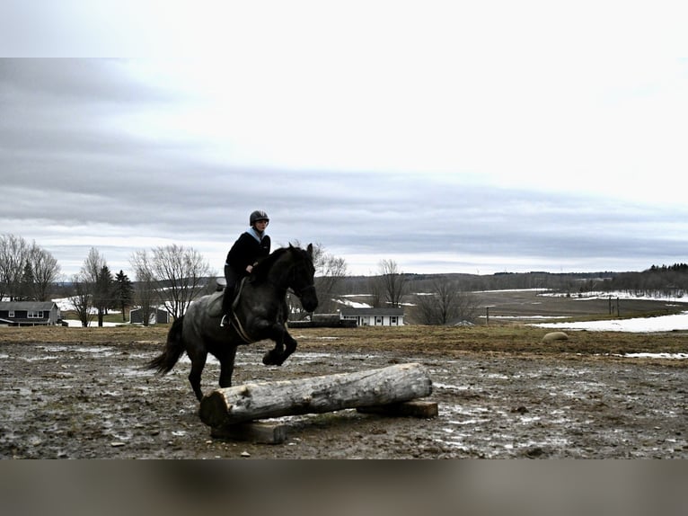 Friesian horses Gelding 4 years 16,2 hh Roan-Blue in Warsaw