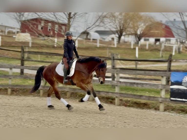 Friesian horses Mix Gelding 4 years 16,3 hh Bay in Gap