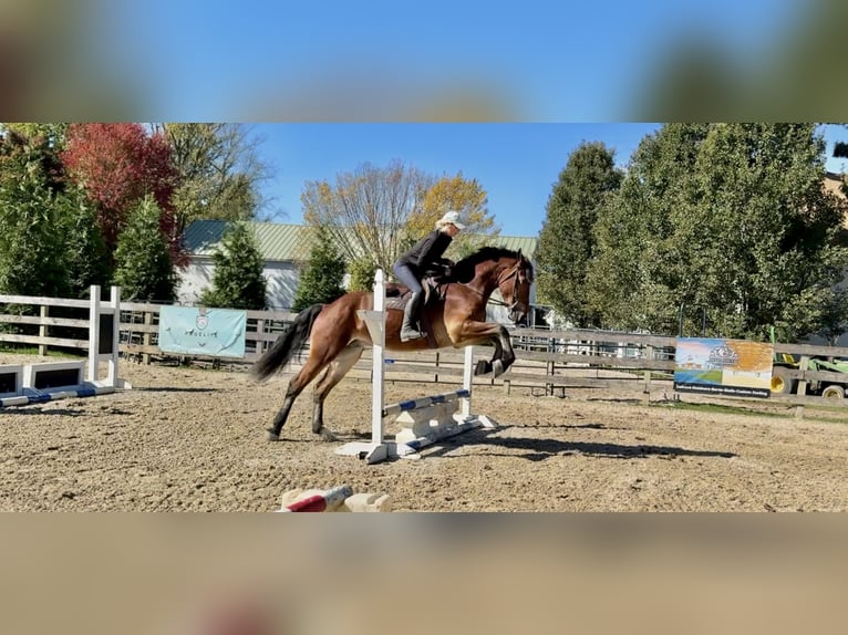 Friesian horses Mix Gelding 4 years 16,3 hh Bay in Gap