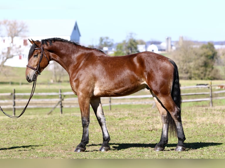 Friesian horses Mix Gelding 4 years 16,3 hh Bay in Gap