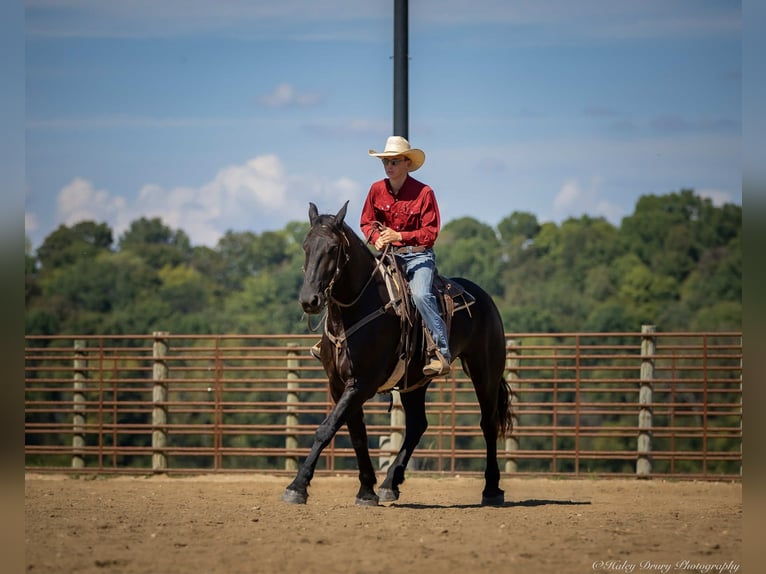 Friesian horses Mix Gelding 4 years 16,3 hh Black in Auburn, KY
