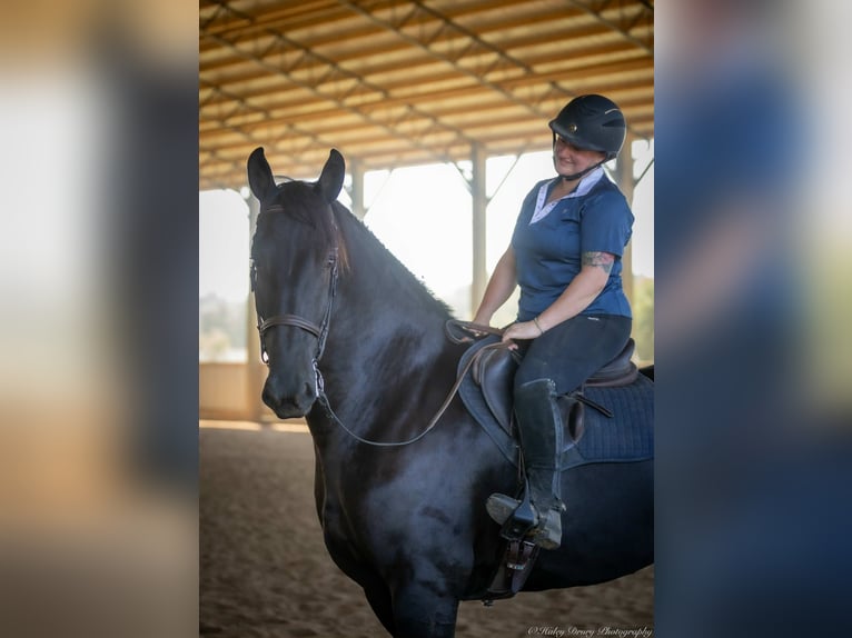 Friesian horses Mix Gelding 4 years 16,3 hh Black in Auburn, KY