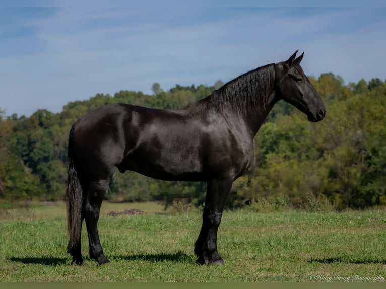 Friesian horses Mix Gelding 4 years 16,3 hh Black in Auburn, KY