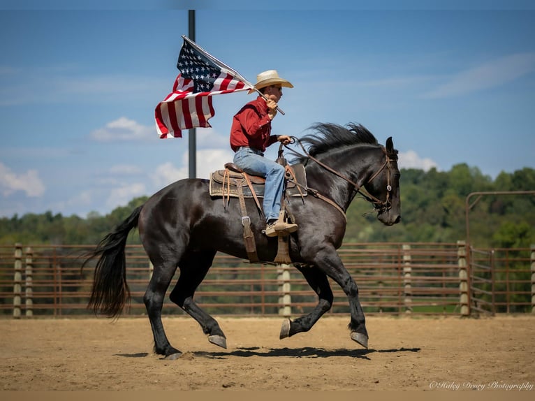 Friesian horses Mix Gelding 4 years 16,3 hh Black in Auburn, KY