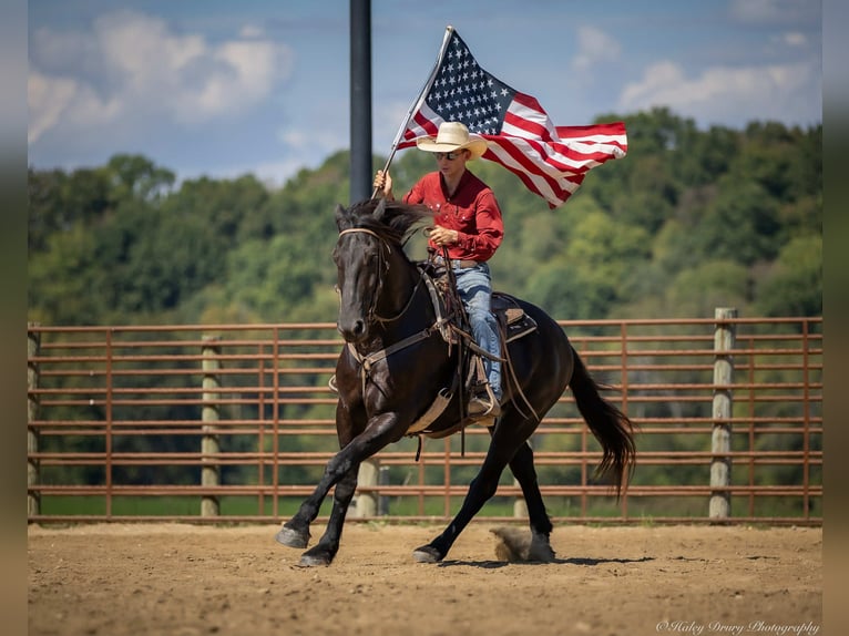 Friesian horses Mix Gelding 4 years 16,3 hh Black in Auburn, KY