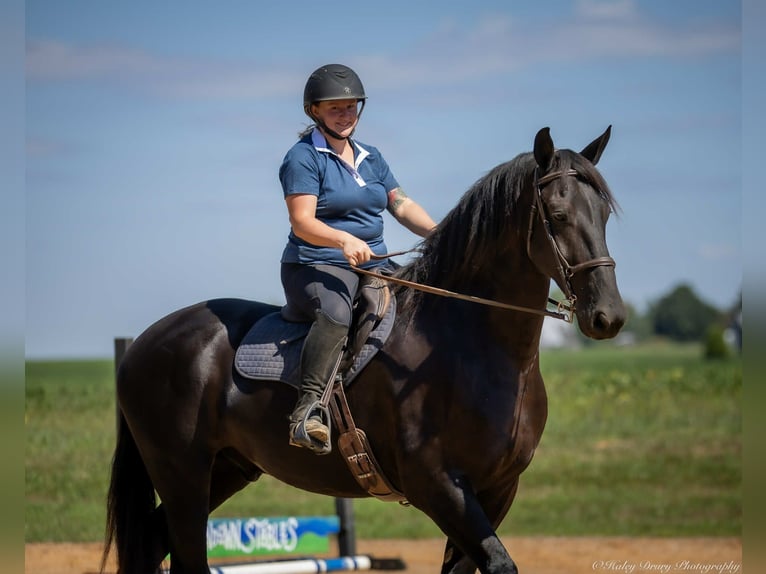 Friesian horses Mix Gelding 4 years 16,3 hh Black in Auburn, KY