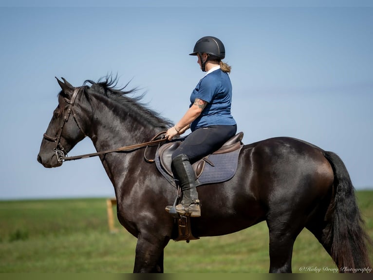 Friesian horses Mix Gelding 4 years 16,3 hh Black in Auburn, KY