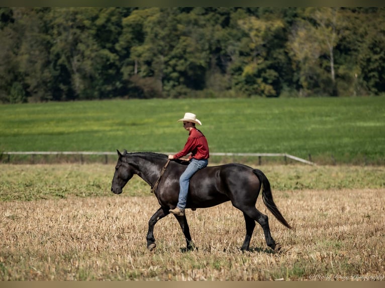 Friesian horses Mix Gelding 4 years 16,3 hh Black in Auburn, KY