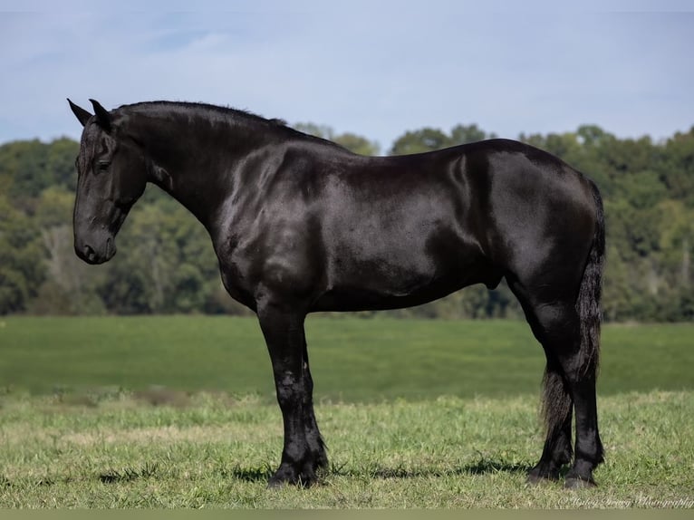 Friesian horses Mix Gelding 4 years 16,3 hh Black in Auburn, KY