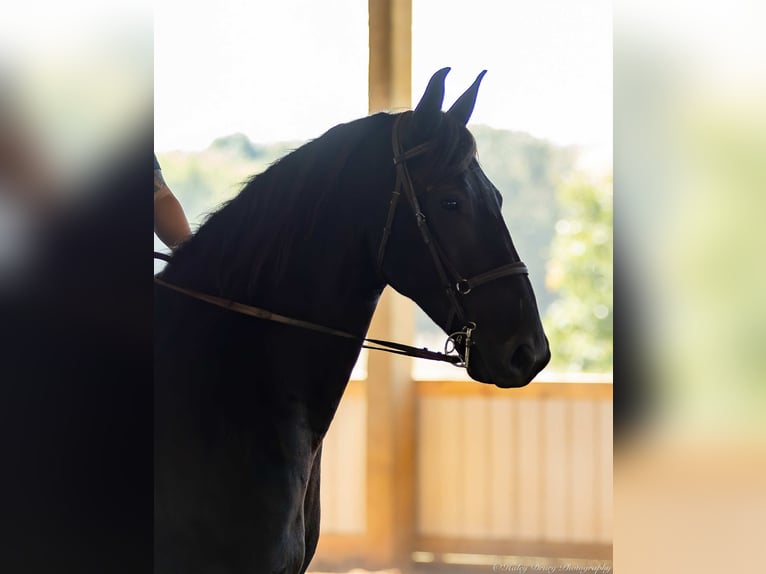 Friesian horses Mix Gelding 4 years 16,3 hh Black in Auburn, KY