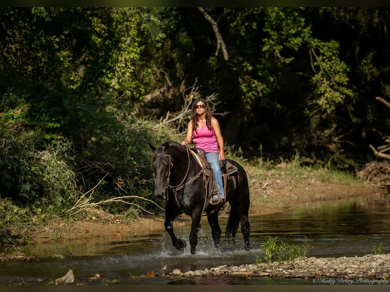 Friesian horses Mix Gelding 4 years 16,3 hh Black in Auburn, KY