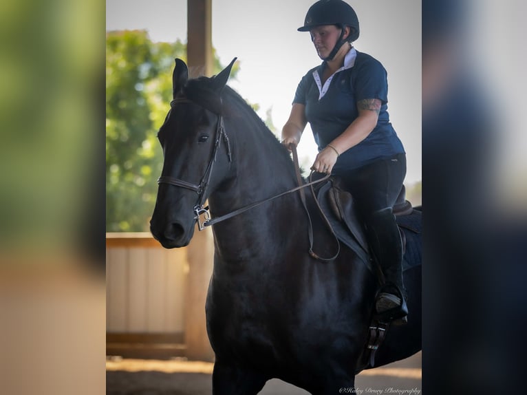 Friesian horses Mix Gelding 4 years 16,3 hh Black in Auburn, KY
