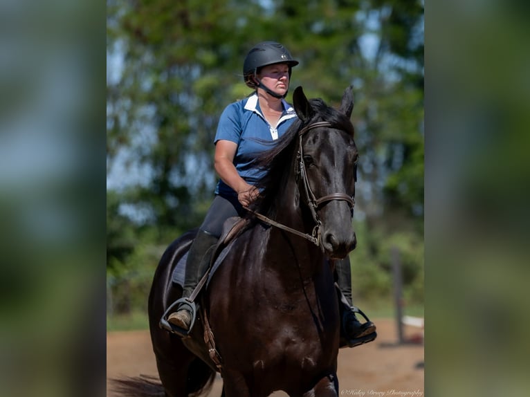 Friesian horses Mix Gelding 4 years 16,3 hh Black in Auburn, KY