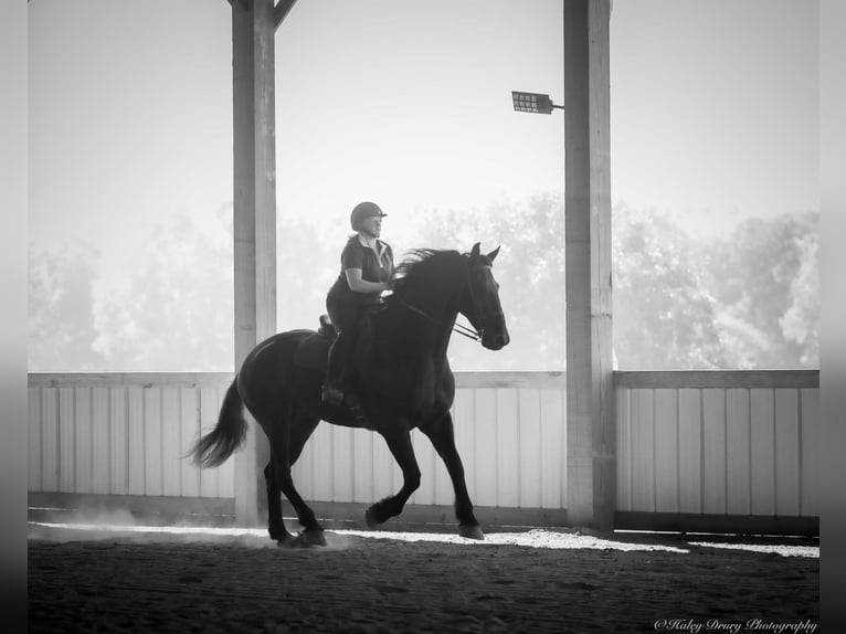 Friesian horses Mix Gelding 4 years 16,3 hh Black in Auburn, KY