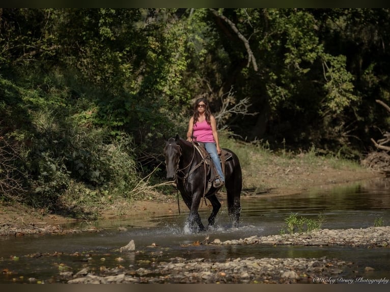 Friesian horses Mix Gelding 4 years 16,3 hh Black in Auburn, KY