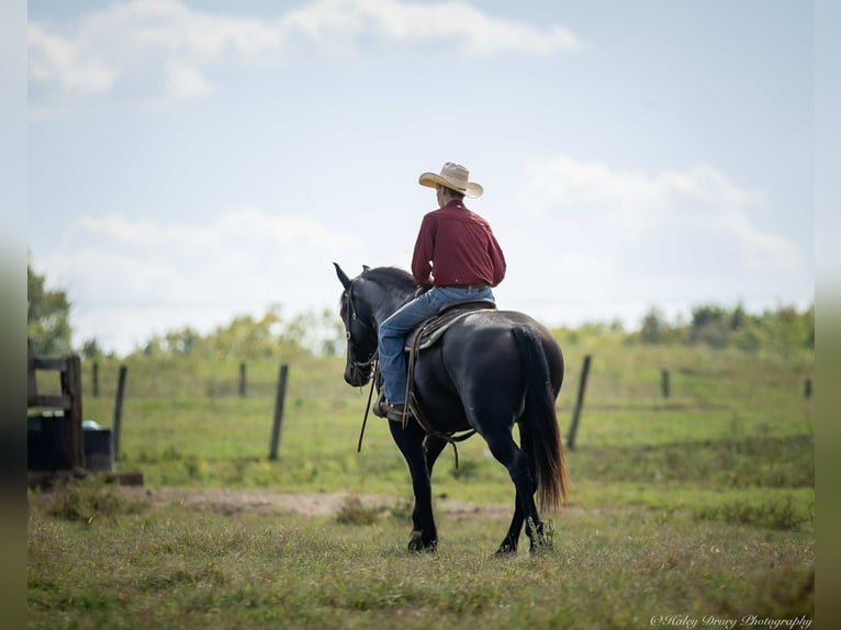 Friesian horses Mix Gelding 4 years 16,3 hh Black in Auburn, KY