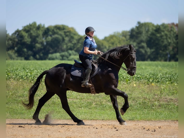 Friesian horses Mix Gelding 4 years 16,3 hh Black in Auburn, KY