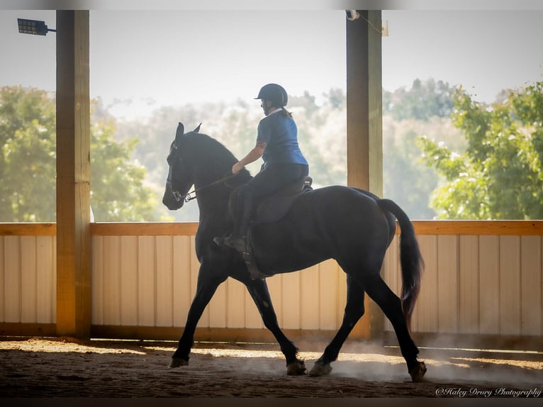 Friesian horses Mix Gelding 4 years 16,3 hh Black in Auburn, KY
