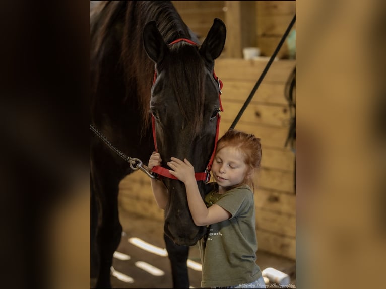 Friesian horses Mix Gelding 4 years 16,3 hh Black in Auburn, KY